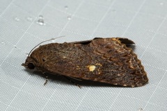 Odontodes