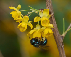 Osmia ribifloris ribifloris