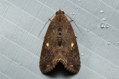 Odontodes