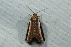 Lophoptera squammigera