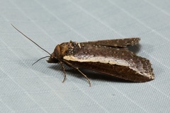 Lophoptera squammigera