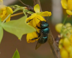Osmia ribifloris ribifloris