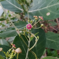 Vincetoxicum indicum