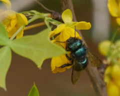 Osmia ribifloris ribifloris