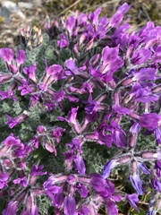 Oxytropis arctica arctica