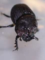 Onthophagus atrox