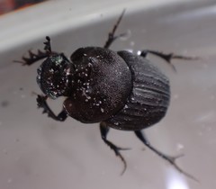 Onthophagus atrox