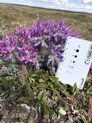 Oxytropis arctica arctica