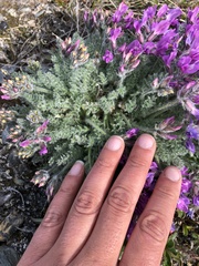 Oxytropis arctica arctica