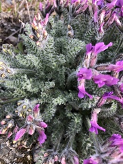 Oxytropis arctica arctica