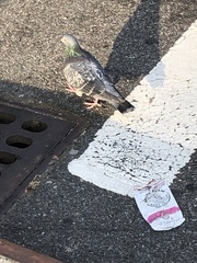 Columba livia