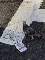 Columba livia