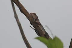 Calotes versicolor