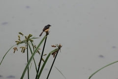 Prinia socialis