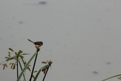 Prinia socialis