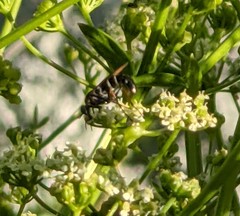 Ozodiceromyia nigrimana