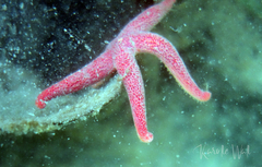 Henricia leviuscula