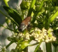 Ozodiceromyia nigrimana