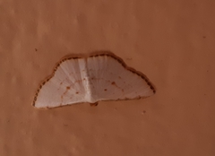 Leuciris