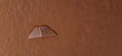 Leuciris