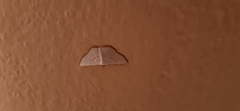 Leuciris