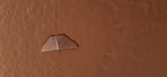 Leuciris