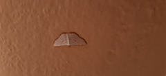 Leuciris