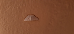 Leuciris