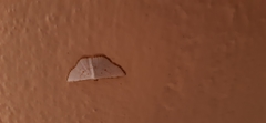 Leuciris