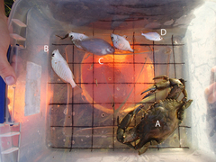 Eucinostomus argenteus