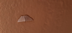 Leuciris
