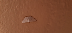 Leuciris