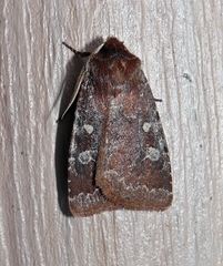 Cerastis tenebrifera