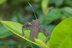 Pseudomictis distinctus