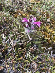 Pedicularis hirsuta
