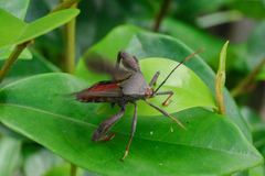 Pseudomictis distinctus