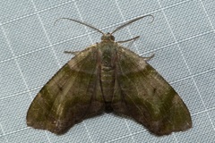 Achrosis
