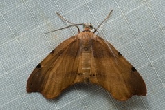 Achrosis lithosiaria
