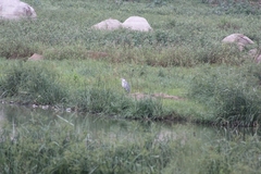 Ardea cinerea