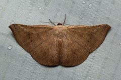 Auzeodes chalybaeata