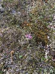 Pedicularis hirsuta