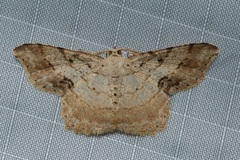 Calletaera basipuncta