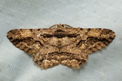 Coremecis nigrovittata