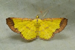 Corymica latimarginata