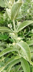 Buddleja perfoliata