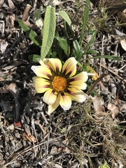 Gazania linearis