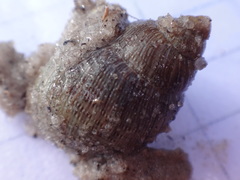 Bothriembryon brazieri