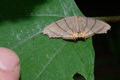 Orudiza protheclaria