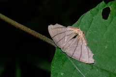 Orudiza protheclaria