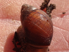 Bothriembryon brazieri